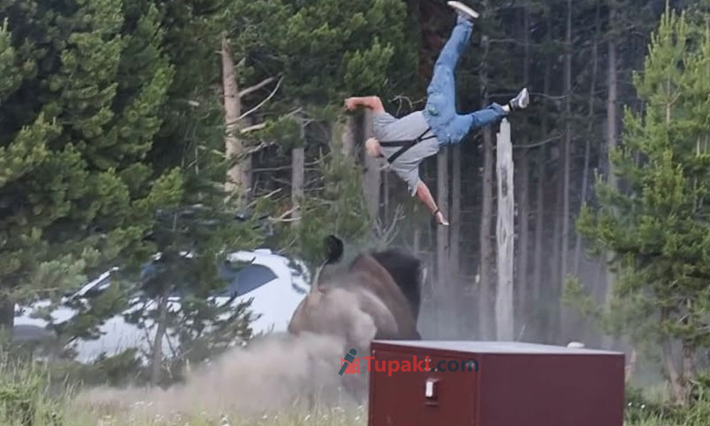 Viral Video: Bison Mauls Tourist In Yellowstone Park!