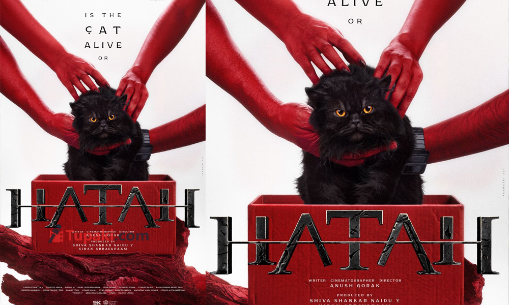Black Cat, Mysterious Question: Hatah Announcement Creates Buzz