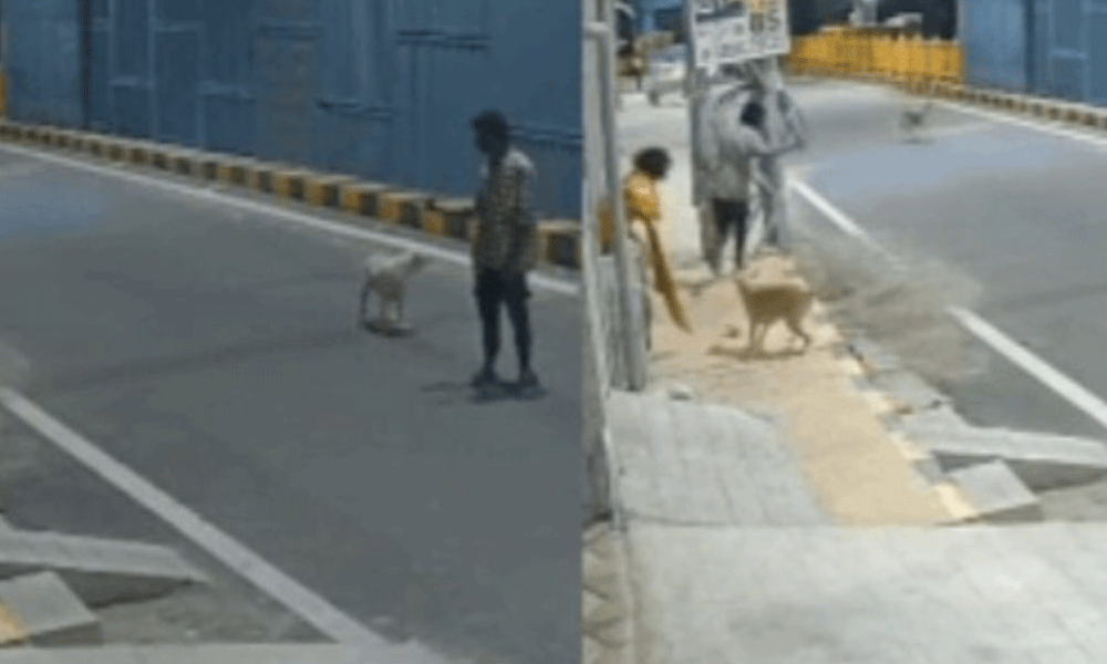 ఆపదలో దేవుడిలా.. అత్యాచార యత్నం నుంచి యువతిని కాపాడిన వీధికుక్కలు