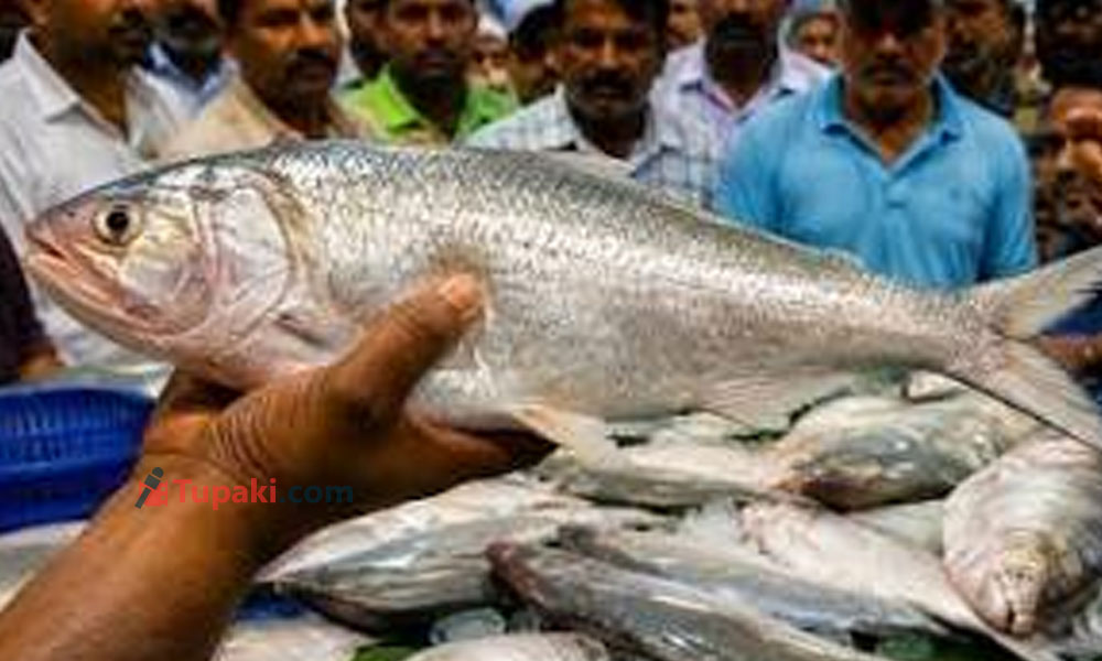 ఫేమస్ పులస ఫిష్ మిస్టరీ.. సముద్ర చేప గోదావరిలో ఎలా మారుతుంది?