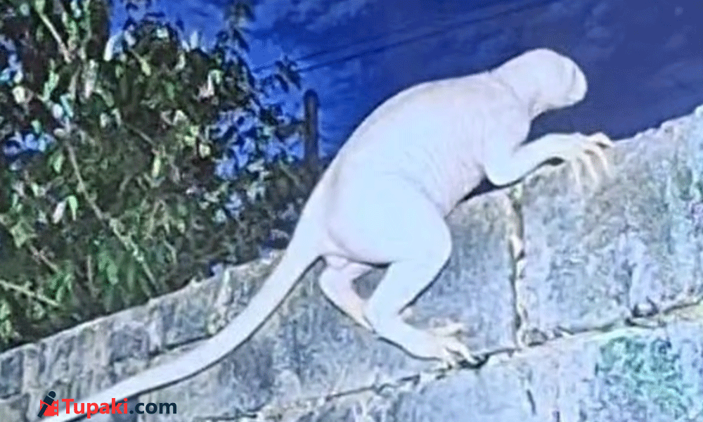 Strange Creature Spotted Near US-Mexico Border, Photos Create Buzz
