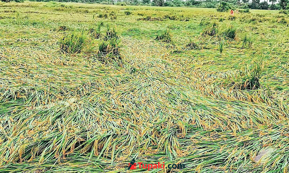 ఏపీ ధాన్యాగారం పైనే ఆర్నాబ్ దాడి