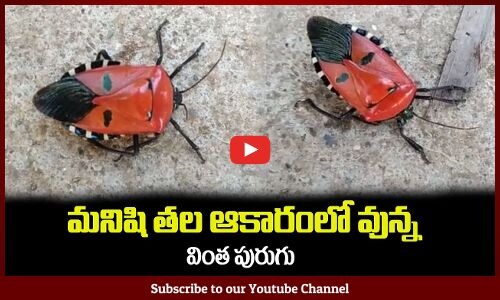 మనిషి తల ఆకారంలో వున్నవింత పురుగు😲Human Head Like Insect Appeared in Telangana State