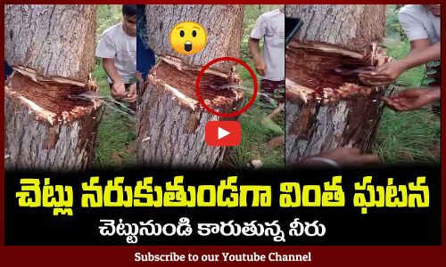 చెట్టు ను నరుకుతుండగా😲చెట్టు నుండి కారుతున్న నీరు Strange incident while cutting trees