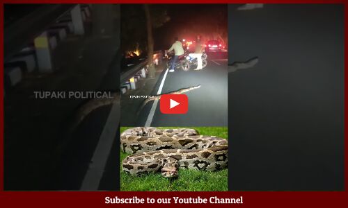 తిరుమలలో భారీ కొండచిలువ కలకలం #snake #nature #viral #shorts