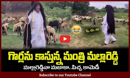 గొర్లను కాస్తున్న మంత్రి మల్లారెడ్డి😂చుస్తే నవ్వాగదురా నాయనా Minister Mallareddy Comedy
