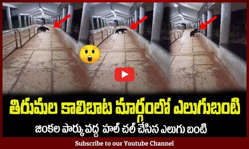 తిరుమల కాలిబాట మార్గంలో ఎలుగుబంటి హల్ చల్😲Bear Appeared in Tirumala Walking Way #tirumala