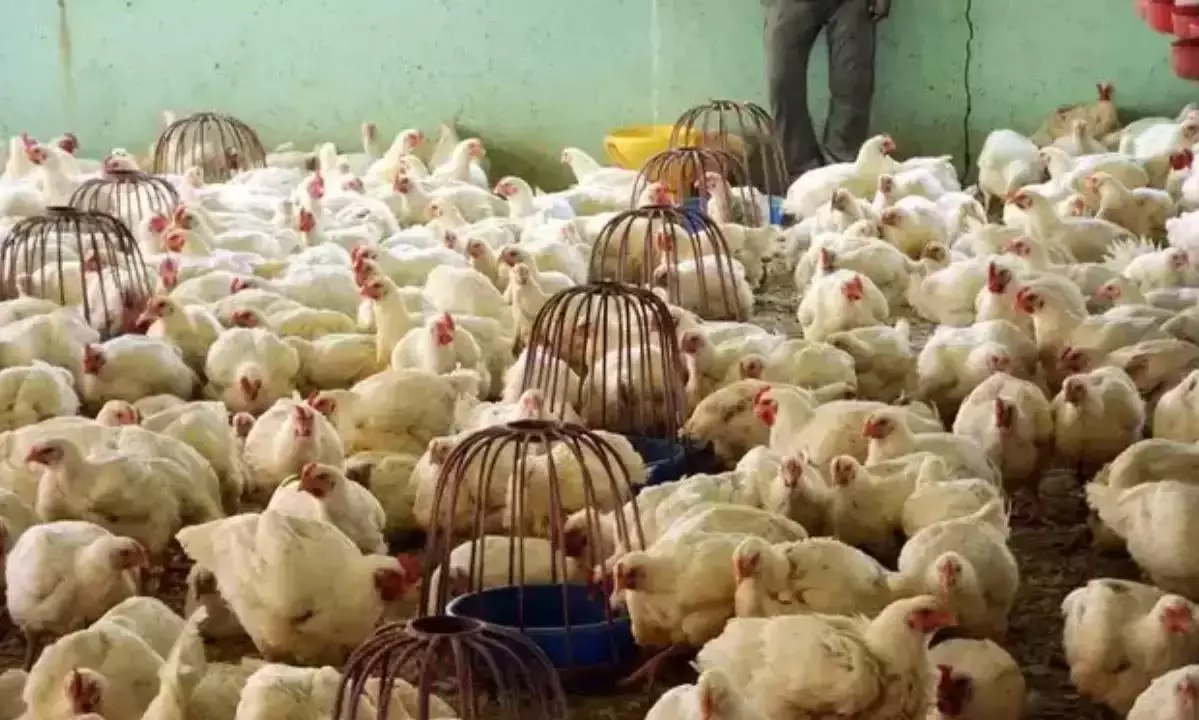 ఏపీలో బర్డ్ ఫ్లూ వైరస్ తో చిన్నారి మృతి... పచ్చి చికెన్ తిన్నారా?