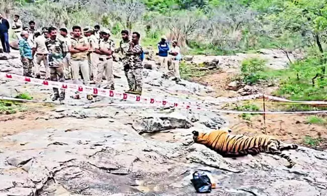 ఐదు పులుల మృతి.. ముగ్గురు అరెస్ట్.. అసలేం జరిగిందంటే..?