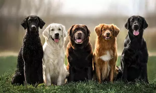 సూరత్ మున్సిపాలిటీ రూల్ ను తెలుగు రాష్ట్రాల్లో అమలు చేస్తే సరి