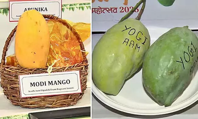 మోదీ, యోగి మామిడిపండ్లు: నేతల పేరుతో వ్యవసాయ విప్లవం!