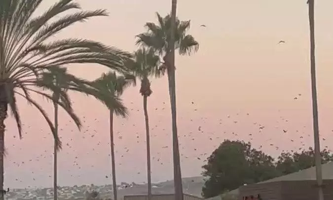 30 దేశాలకు ముచ్చెమటలు... సునామీకి ముందు బీచ్ లో పక్షుల వీడియో వైరల్!