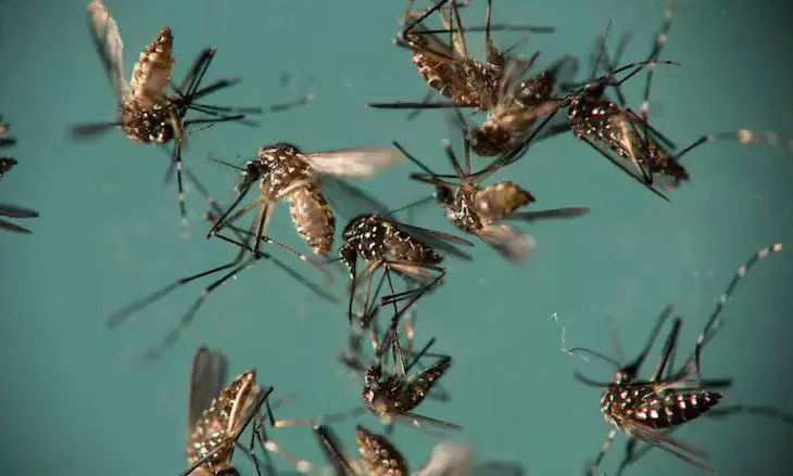 దోమలను యుద్ధంలోకి దింపుతున్న చైనా..  ప్రయోగం ఫలించేనా..?