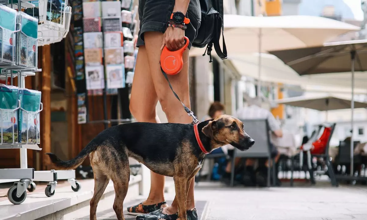 శునకాలతో ఆ దేశం వెళ్తే ఫైన్.. డీఎన్ఏ పరీక్షలు కూడా.. పరేషాన్ లో పర్యాటకులు..