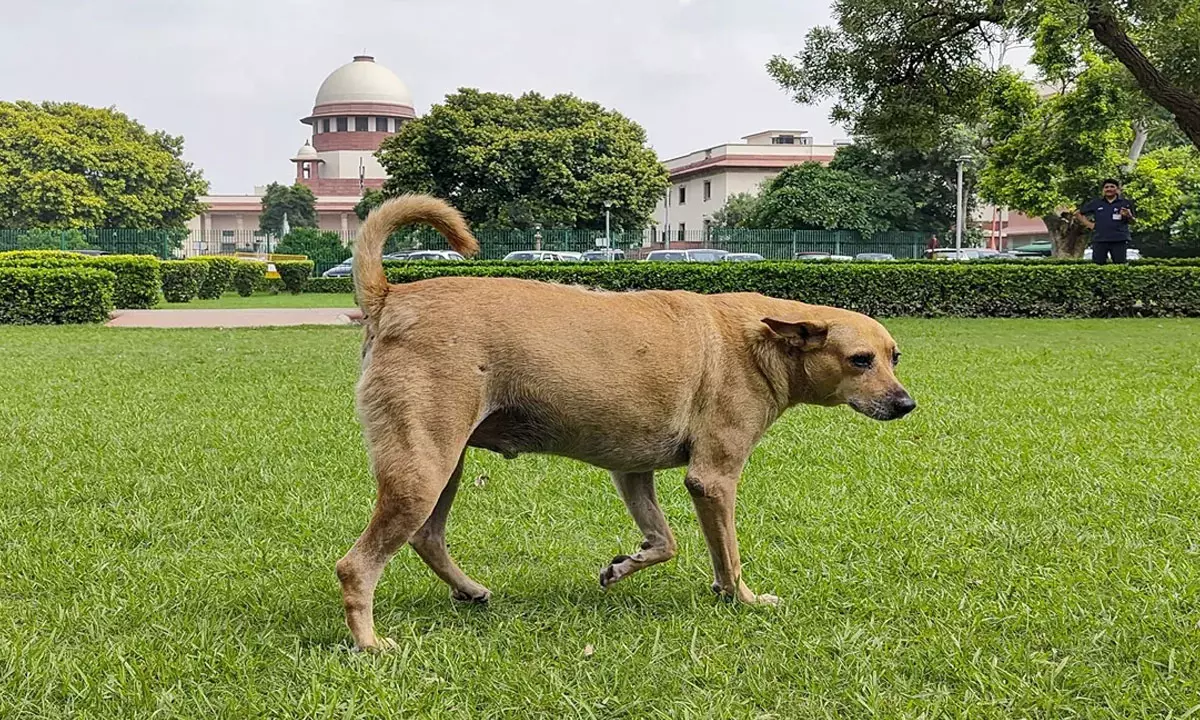 సుప్రీం ల‌క్ష్మ‌ణ రేఖ‌: 8 వారాల్లో కుక్క‌ల‌ను త‌రలించాల్సిందే!
