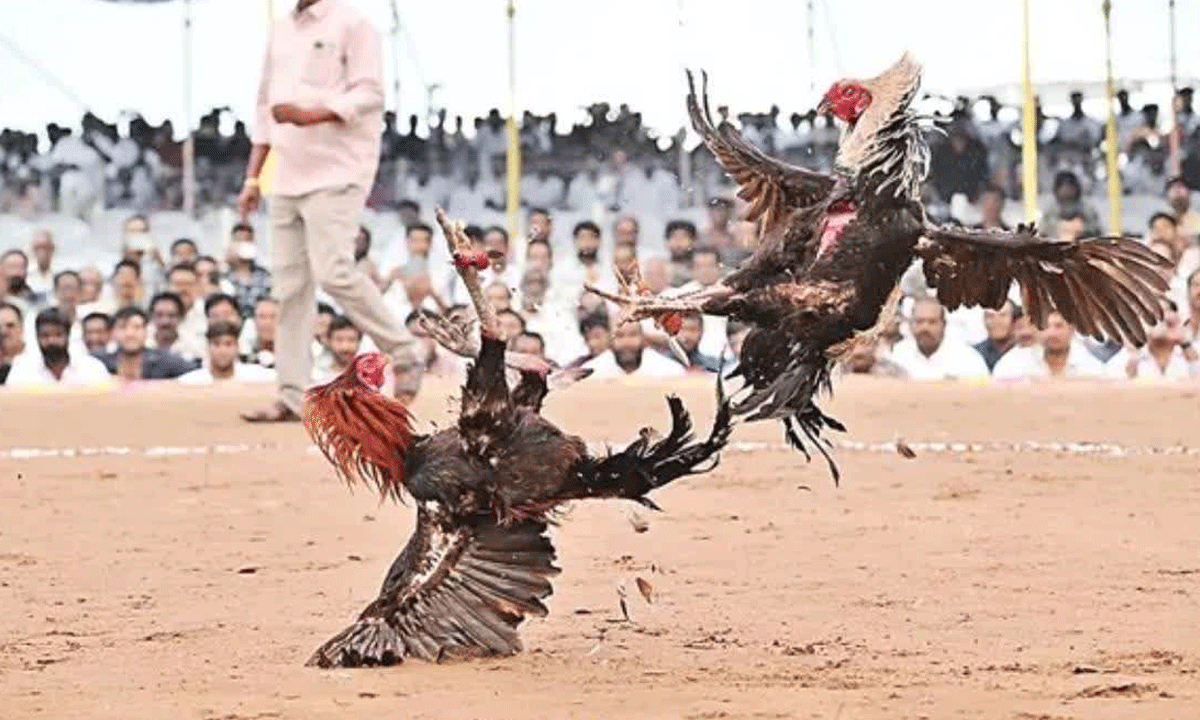 త‌మ్ముళ్ల‌కు `పందెం` కొట్టేసింది.. !