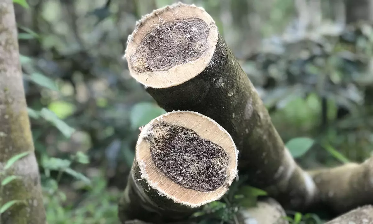 ఈ చెట్టు ముందు బంగారం జుజుబి.. కేజీ అక్షరాల రూ.కోటి!