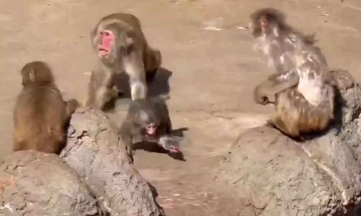 హృదయాన్ని కదిలిస్తున్న కోతి గాధ.. పంచ్ ఇకపై ఒంటరి కాదు!