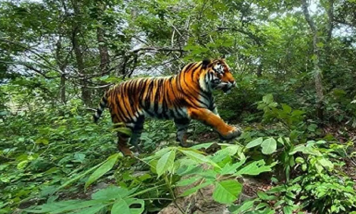 అదిగో పులి...భీతిల్లిన సందర్శకులు