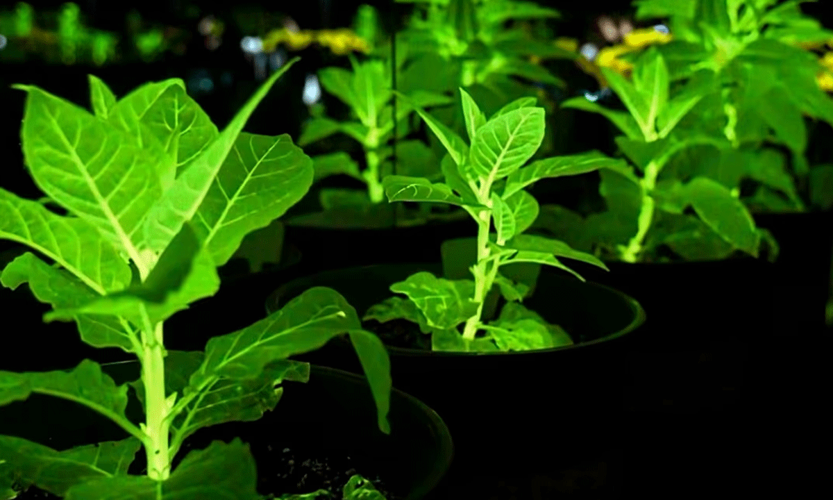 విద్యుత్ ను వెదజల్లే చట్లు.. చైనా అద్భుత సృష్టి.. ఇక వీధుల్లో కరెంట్ లేకుండా లైట్లు..