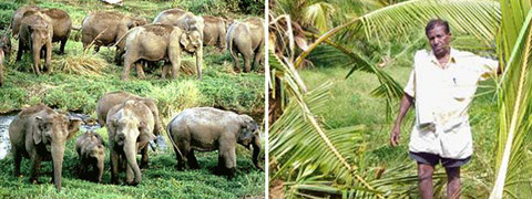 Elephants Hunger Strike