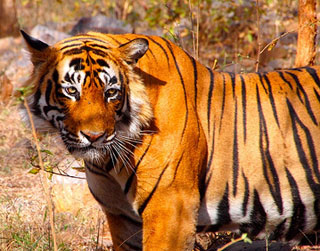 పులులు పెరిగిపోతున్నాయంట