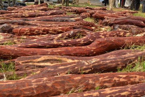 Red Sandalwood Smuglling To be Continued in Andhra