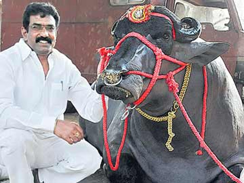 ఏడు కోట్ల దున్న‌పోతు