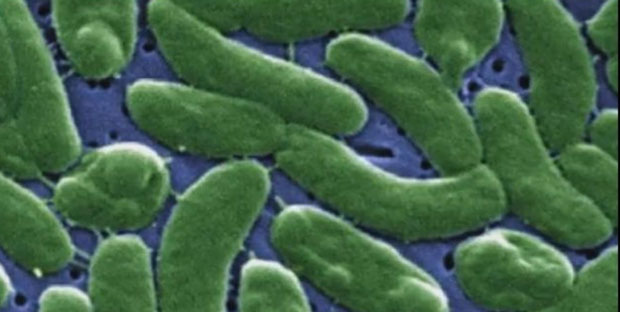 Flesh Eating Disease sending shivers