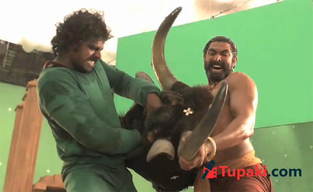 భ‌ళ్లాలదేవ బుల్ ఫైట్ అ౦తా జిమ్మిక్కే