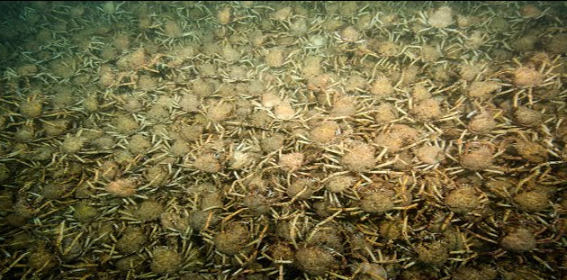 Watch: Giant Spider Crabs pin the shores!