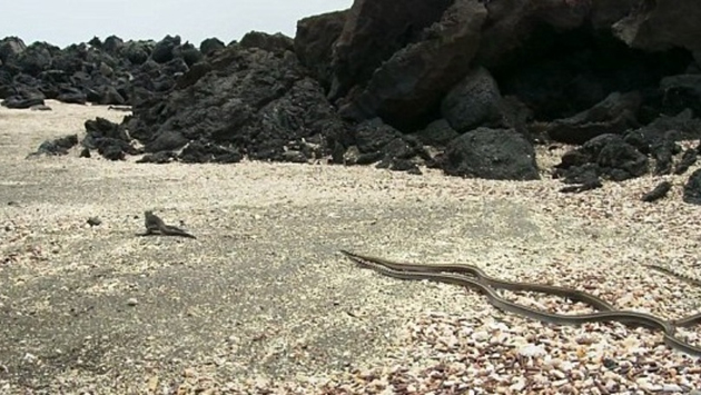 Watch: Baby Iguana escapes Deadly Snakes! Watch: Baby Iguana escapes Deadly Snakes!