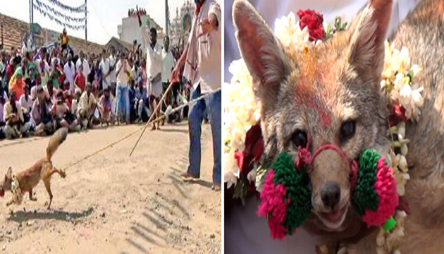 Fox Jallikattu & Ban on Soft Drinks in Tamil Nadu Fox Jallikattu & Ban on Soft Drinks in Tamil Nadu