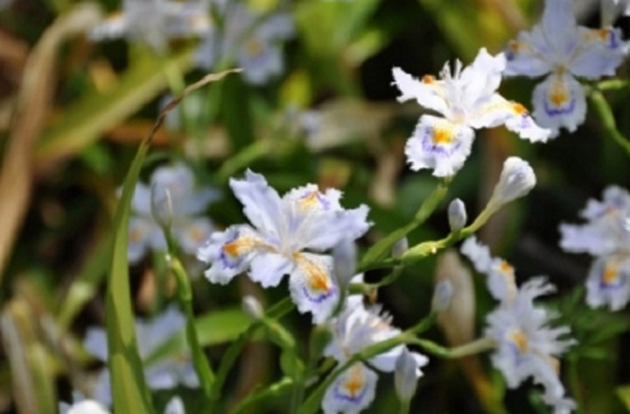 ఒక పువ్వు పోయింద‌ని కేసు పెట్టాడు