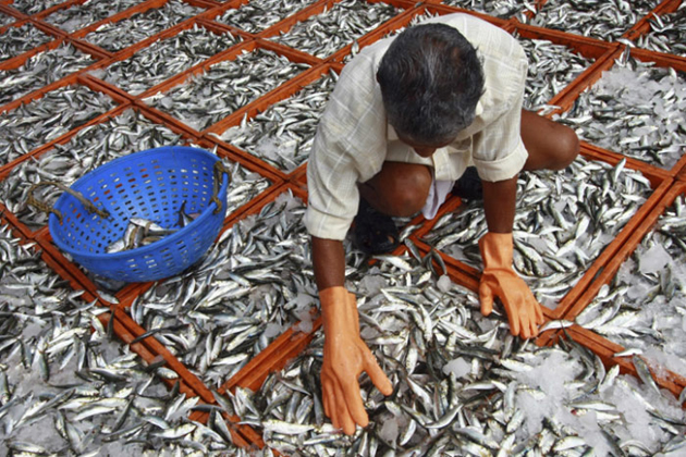 Fish Ban By BJP-ruled States Hurting AP
