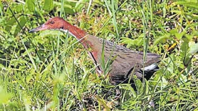 ల‌క్ష‌న్న‌రేళ్ల త‌ర్వాత క‌నిపించిన ప‌క్షి!