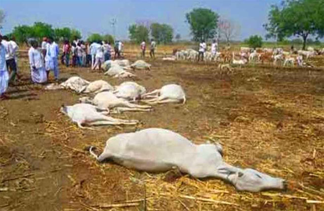 రాజధానిలో విషాదం: వంద ఆవులు మృతి!