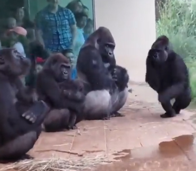 గొరిల్లాల వీడియో ఇప్పుడెందుకు వైరల్ అంటే?