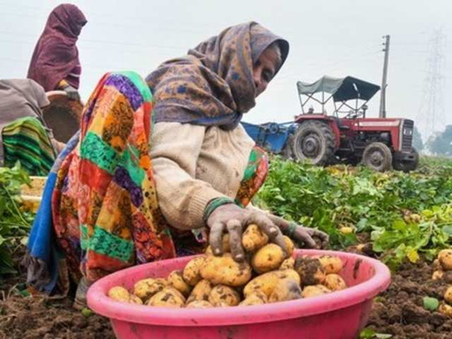 ఆలూ పండించి.. ఏడాది లో రూ.25 కోట్లు సంపాదించిన ఫ్యామిలీ