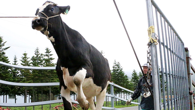 Huge Demand For Cow Urine In Japan