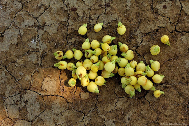 కొత్త డ్రింక్ తెస్తున్న కేంద్రం.. ఫుల్ బాటిల్ రూ.700కే