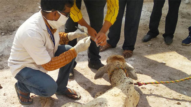 విజయవాడలో ఆవులకి వింత రోగం..ఆందోళనలో స్థానికులు!