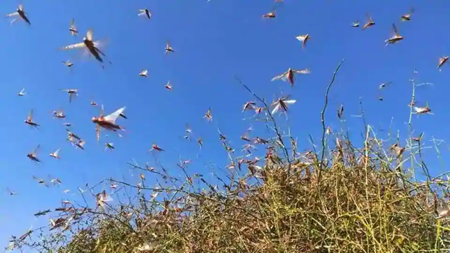 India Faces Another Threat In The Form Of Locusts