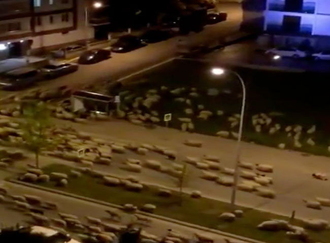 ట‌ర్కీ రోడ్ల‌పై గొర్రెల క‌వాతు..ఆశ్చ‌ర్యంలో మునిగిన ప్ర‌జ‌లు