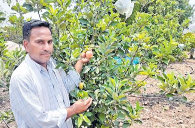 Telangana Farmer Successfully Cultivates Apples