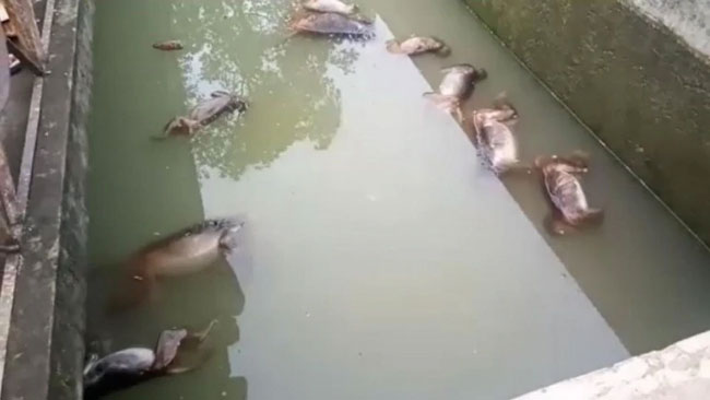Corpses Of 13 monkeys Found In A water Tank