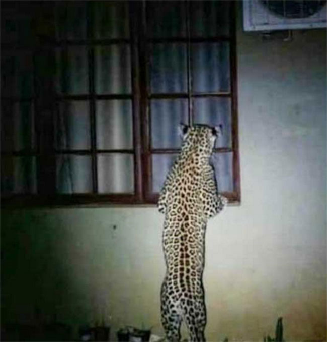 తప్పులో కాలేసిన మీడియా.. ఇంట్లోకి తొంగి చూసే చిరుత ఫేక్