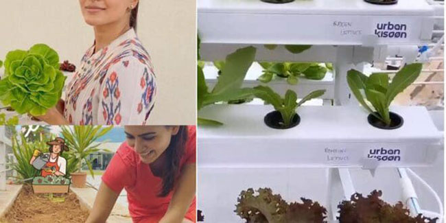 టెర్రాస్ పంట‌లు అంద‌రికీ సాధ్య‌మా కోడ‌లా?