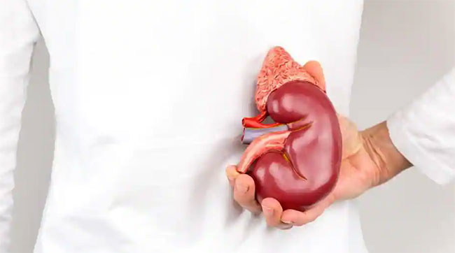 కిడ్నీ రాకెట్ గుట్టు రట్టు, కీలక నిందితుడి అరెస్ట్