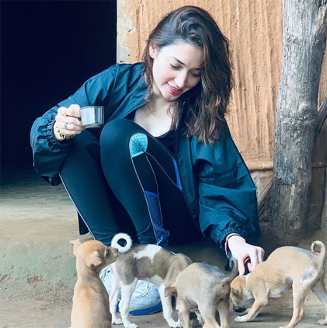 పప్పి ప్రేమకంటే మరొకటి లేదంటున్న సీటిమార్ బ్యూటీ!!